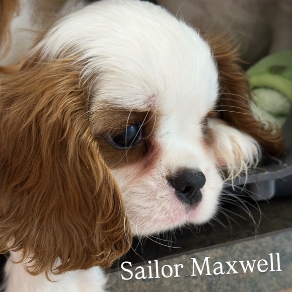 Meet your Posher, Natalia Marie Murphy. Favorite brand is Brunello Cucinelli - Picture 1 of 17